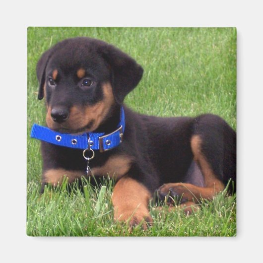 rottweiler pups magneet (Voorkant)