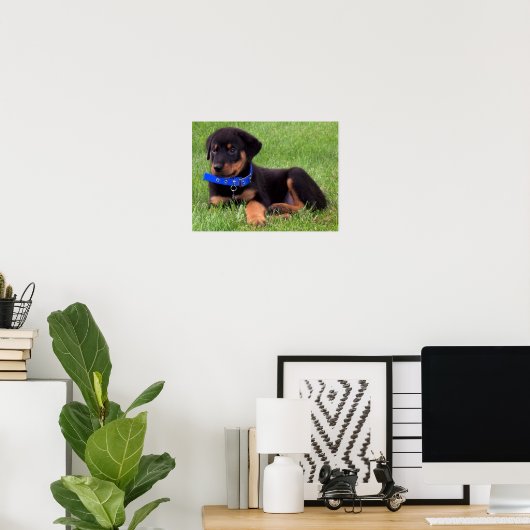 rottweiler pups. poster (Thuiskantoor)