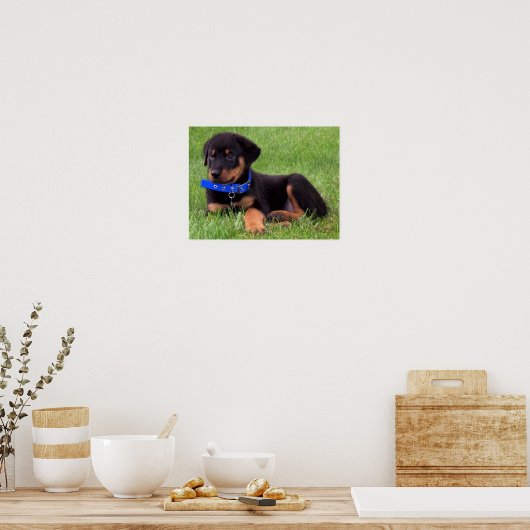 rottweiler pups. poster (Keuken)