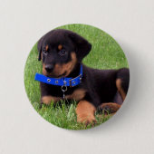 rottweiler pups ronde button 5,7 cm (Voorkant)