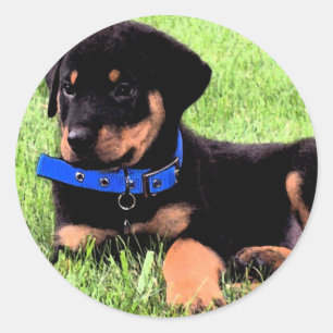 rottweiler pups. ronde sticker