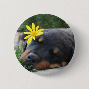 Rottweiler Ronde Button 5,7 Cm