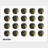 Rottweiler Ronde Sticker (Vel)