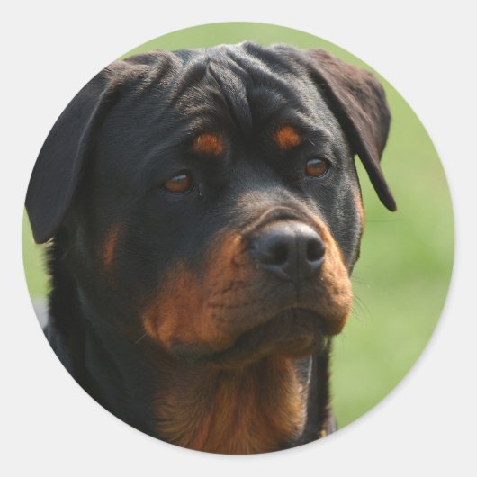 Rottweiler Ronde Sticker (Voorkant)