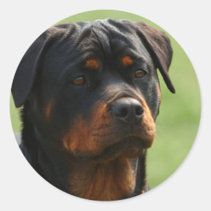 Rottweiler Ronde Sticker
