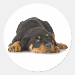 Rottweiler Ronde Sticker