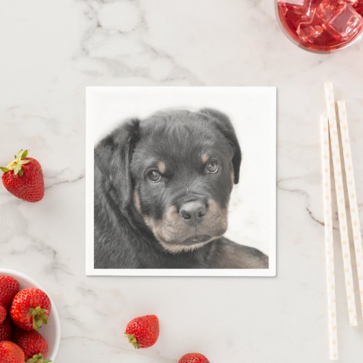 Rottweiler Servet (Insitu)