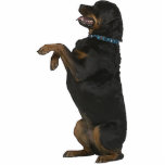 Rottweiler Staand Fotobeeldje<br><div class="desc">Deze fotosculptuur is van een mooie Rottweiler. U kunt dit ontwerp aanpassen en tot het in een verscheidenheid van grootte opdracht geven. Dit ontwerp van Rottweiler is ook beschikbaar als gevormde, cut-out magneten, siervoorwerpen, spelden en sleutelhangers.</div>