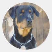 Rottweiler Stickers (Voorkant)