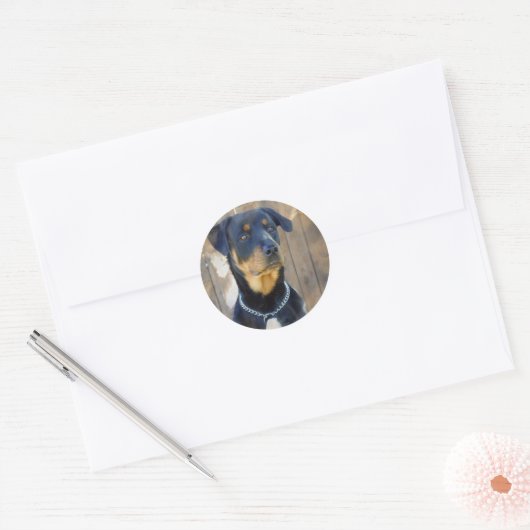 Rottweiler Stickers (Envelop)