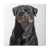 Rottweiler Tegeltje (Voorkant)