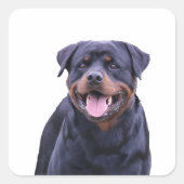 Rottweiler Vierkante Sticker (Voorkant)