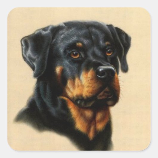 Rottweiler Vierkante Sticker (Voorkant)