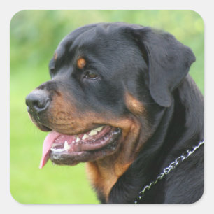 rottweiler vierkante sticker