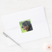 rottweiler vierkante sticker (Envelop)