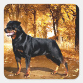 Rottweiler Vierkante Sticker (Voorkant)