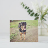 rottweiler-vol briefkaart (Staand voorkant)