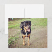 rottweiler-vol briefkaart (Voorkant / Achterkant)