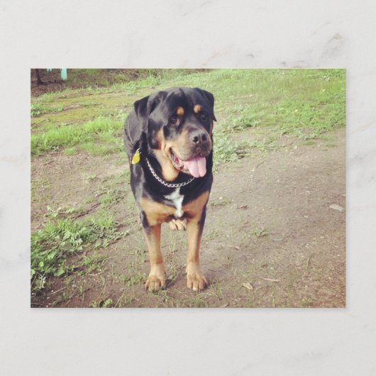 rottweiler-vol briefkaart (Voorkant)