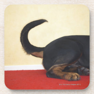 Rottweiler-wagenstaart, achtersectie bier onderzetter