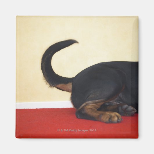 Rottweiler-wagenstaart, achtersectie magneet (Voorkant)