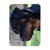 rottweilermagneet magneet (Verticaal)