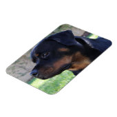 rottweilermagneet magneet (Linkerzijde)