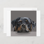 Rotweiller Briefkaart (Voorkant / Achterkant)