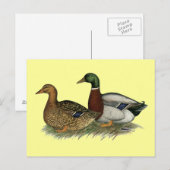 Rouen Ducks Briefkaart (Voorkant / Achterkant)