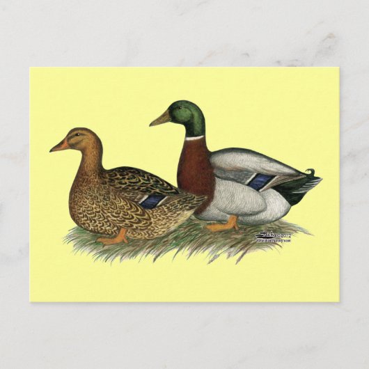 Rouen Ducks Briefkaart (Voorkant)