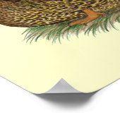 Rouen Ducks Poster (Hoek)