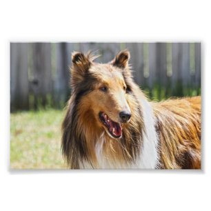 Rough Coat Tricolor Collie Dog Foto Afdruk