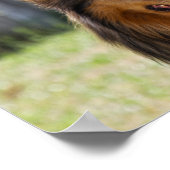 Rough Coat Tricolor Collie Dog Poster (Hoek)