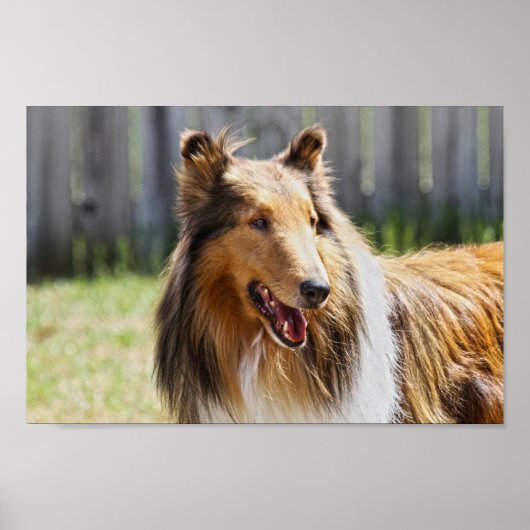 Rough Coat Tricolor Collie Dog Poster (Voorkant)