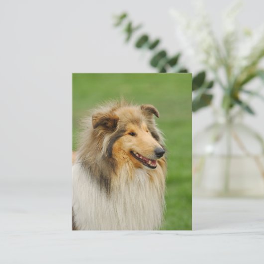 Rough Collie Briefkaart (Staand voorkant)