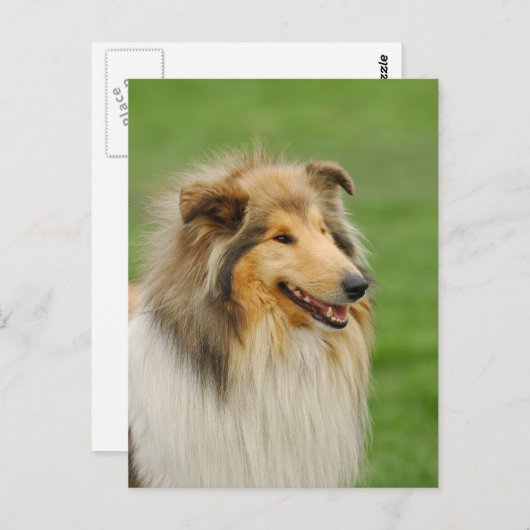 Rough Collie Briefkaart (Voorkant / Achterkant)