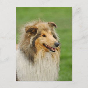 Rough Collie Briefkaart