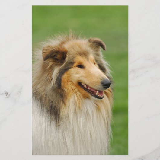 Rough Collie Briefpapier (Voorkant)