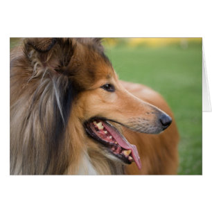 Rough Collie Face