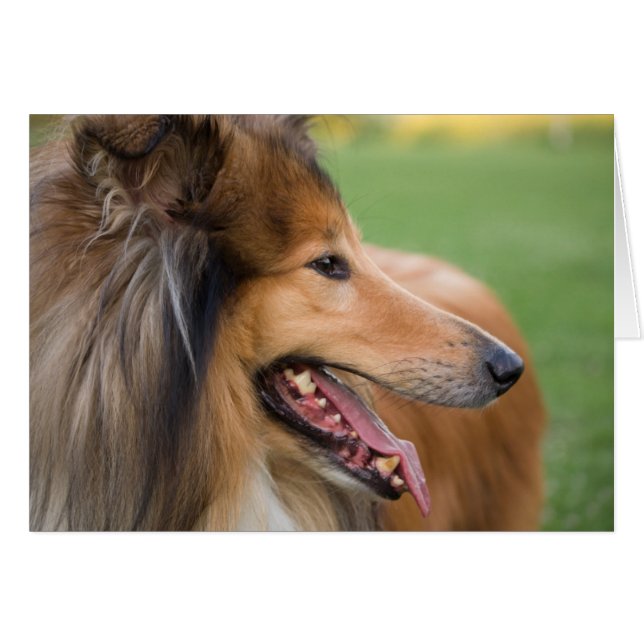 Rough Collie Face (Voorkant Horizontaal)