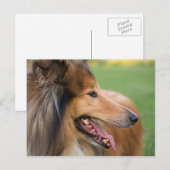 Rough Collie Face Briefkaart (Voorkant / Achterkant)