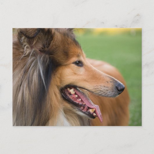 Rough Collie Face Briefkaart (Voorkant)
