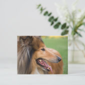 Rough Collie Face Briefkaart (Staand voorkant)
