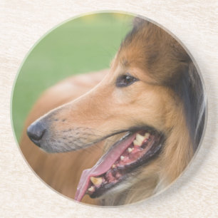 Rough Collie Face Zandsteen Onderzetter