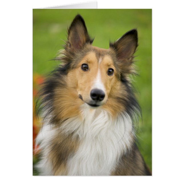 Rough Collie, hond (Voorkant)