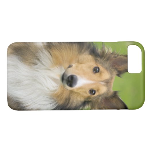 Rough Collie, hond Case-Mate iPhone Case (Achterkant (Horizontaal))