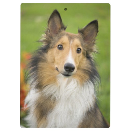 Rough Collie, hond Klembord (Achterkant)