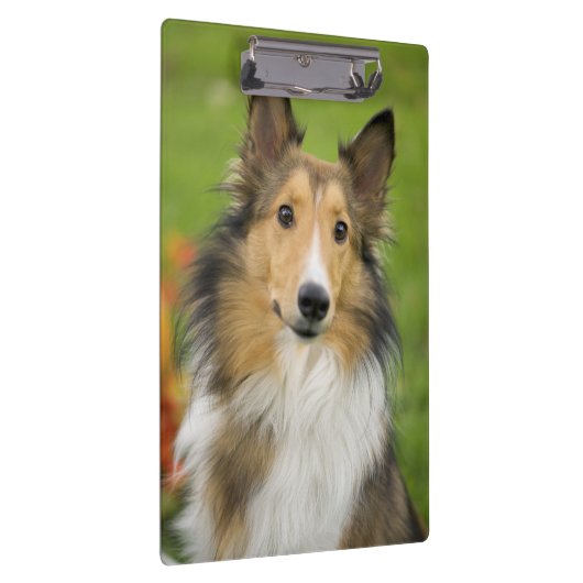 Rough Collie, hond Klembord (Rechts)