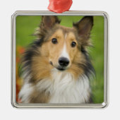Rough Collie, hond Metalen Ornament (Voorkant)