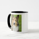 Rough Collie, hond Mok (Voorkant links)
